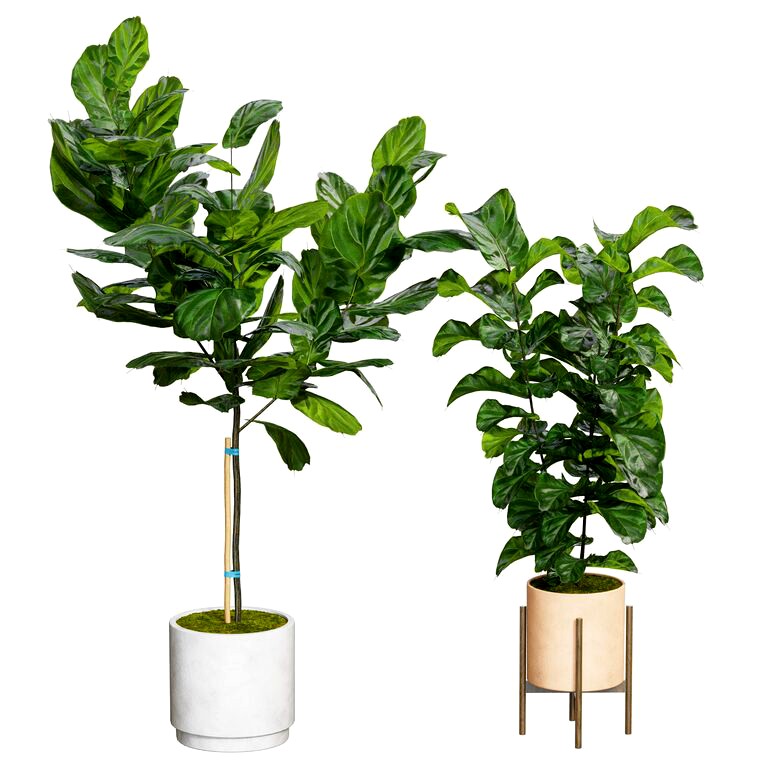 Fiddle leaf fig (167913)