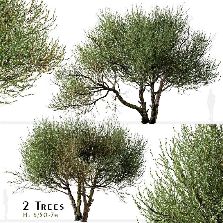 Set of Olive Tree (Olea europaea) (2 Trees) (164573)