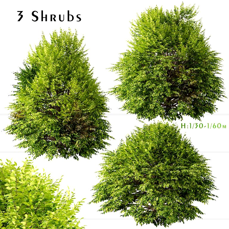 Set of Golden Privet Shrubs (Ligustrum ovalifolium) (3 Plants) (157437)