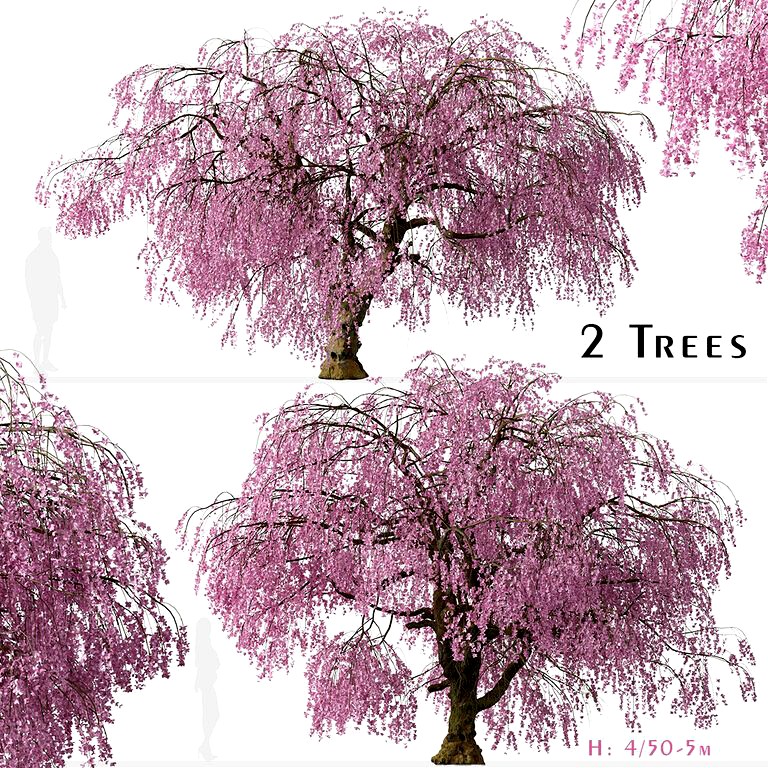 Set of Weeping Higan Cherry Trees (Prunus subhirtella Pendula) (2 Trees) (153347)