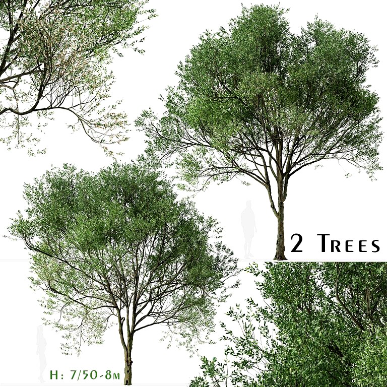 Set of Siberian elm Trees (Ulmus pumila) (2 Trees) (151281)