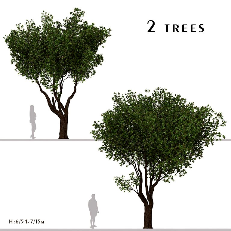 Set of Olive Tree (Olea europaea) (2 Trees) (145369)