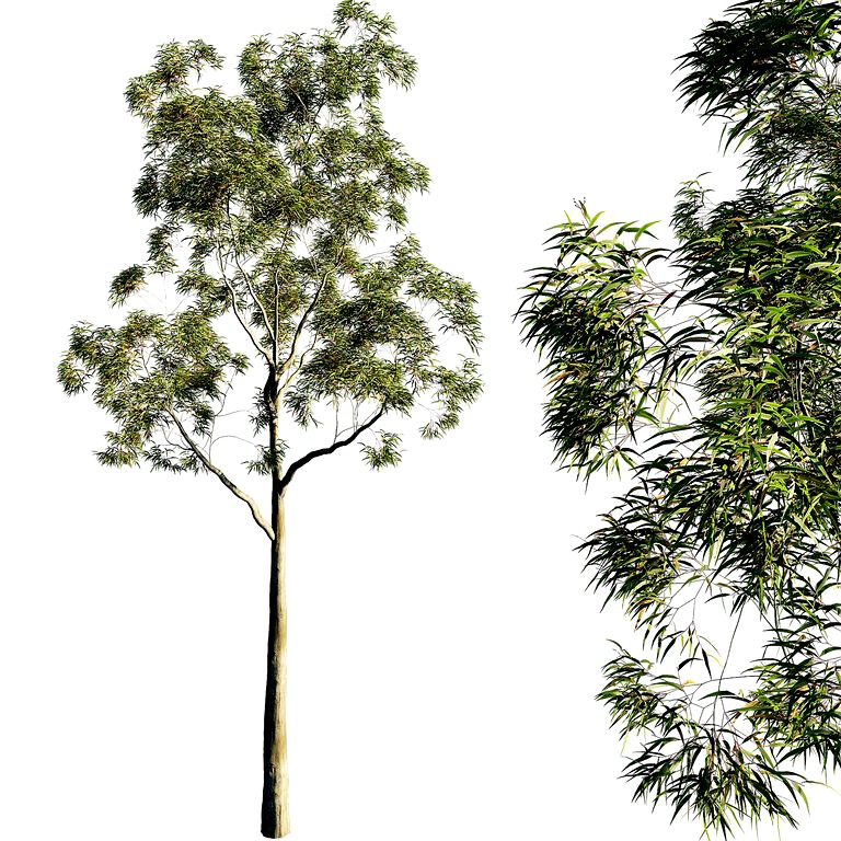 Tree Corymbia citriodora 01 (140480)