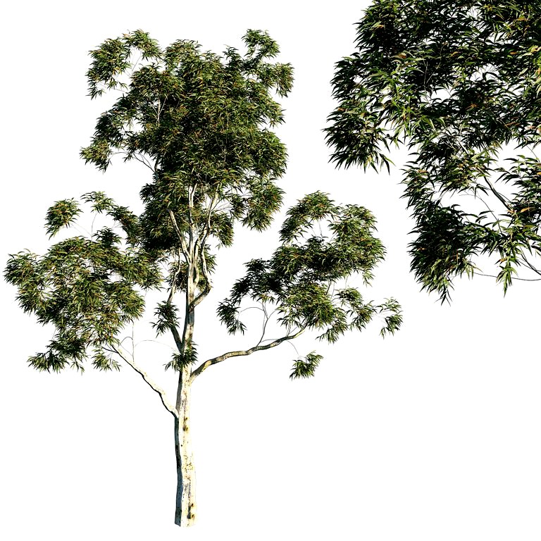 Tree Corymbia citriodora 02 (140478)