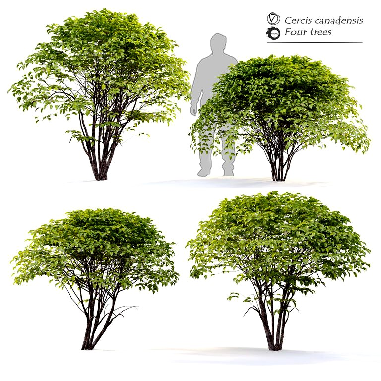 Cercis canadensis tree set (138785)