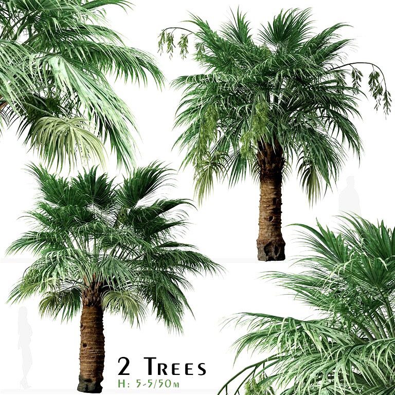 Set of Hesper Palm Tree (Brahea armata) (2 Trees) (137883)