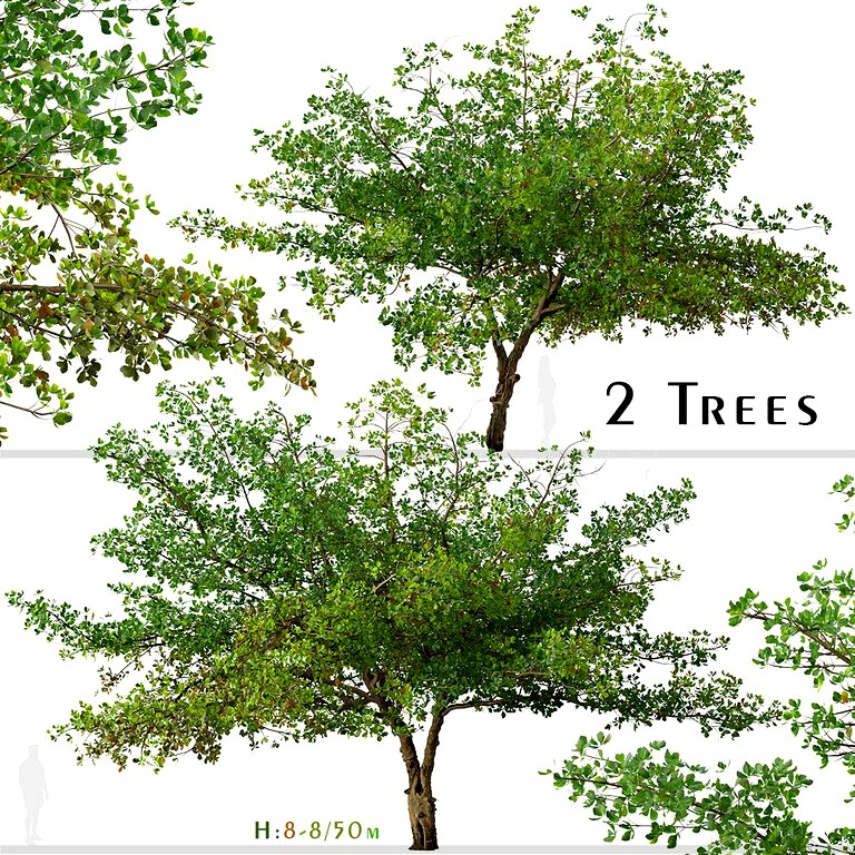 Set of Terminalia catappa Tree (Indian almond) (2 Trees) (135080)