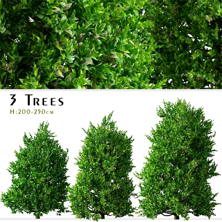 Set of Carolina Cherry laurel Tree (Prunus caroliniana) (3 Trees) (134920)