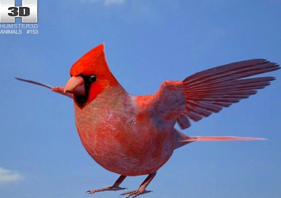 Northern Cardinal 3D Model