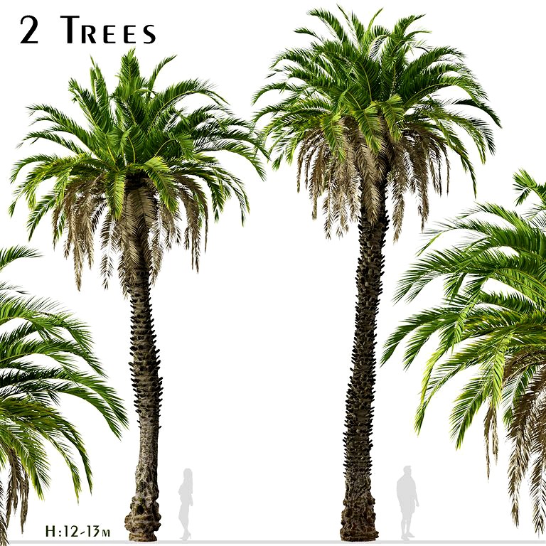 Set of Canary Island date palm Trees (Phoenix canariensis) (2 Trees) (132230)
