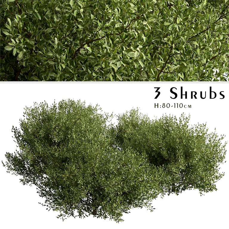 Set of Buxus bodinieri Shrubs (Buxus) (3 Shrubs) (130498)