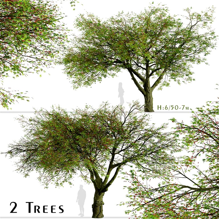 (Flame bottletree) (2 Trees) Set of Brachychiton acerifolius Trees  (130350)