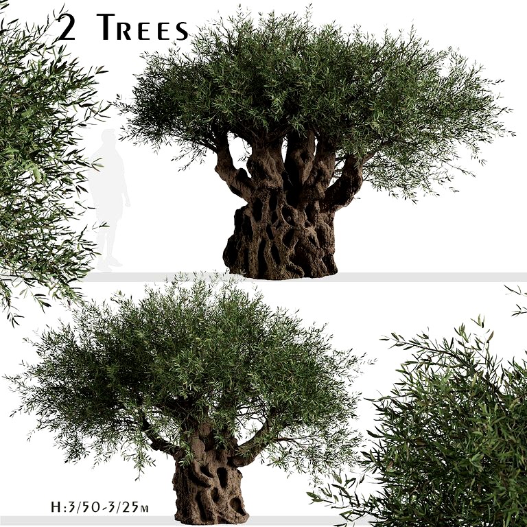 (Olea europaea) (2 Trees) Olive Trees Set   (128865)