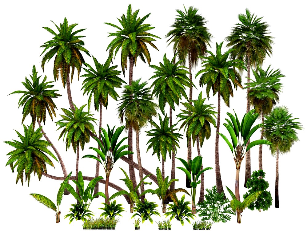 Palms Plant (127183)