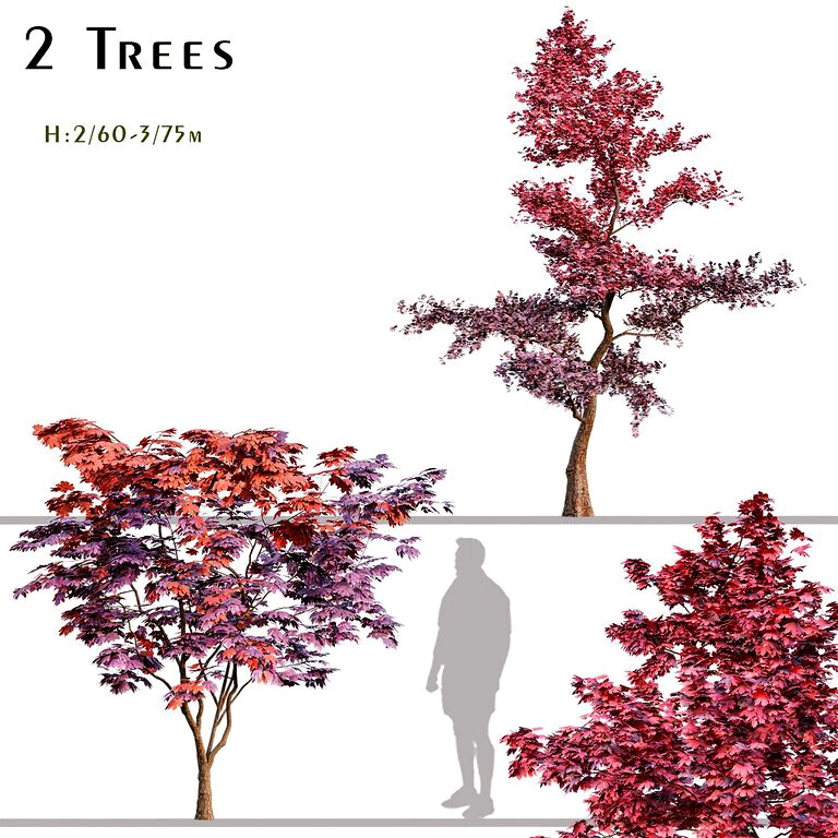 Set of Japanese maple Trees (Palmate Maple) (2 Trees) (126080)