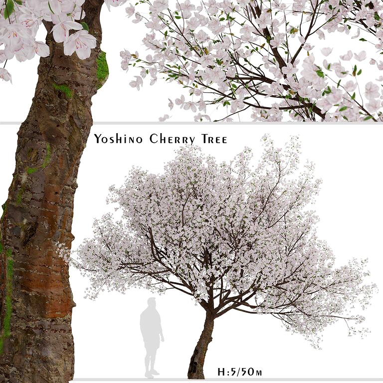 Yoshino Cherry Tree (Prunus yedoensis) (1 Tree) (125387)