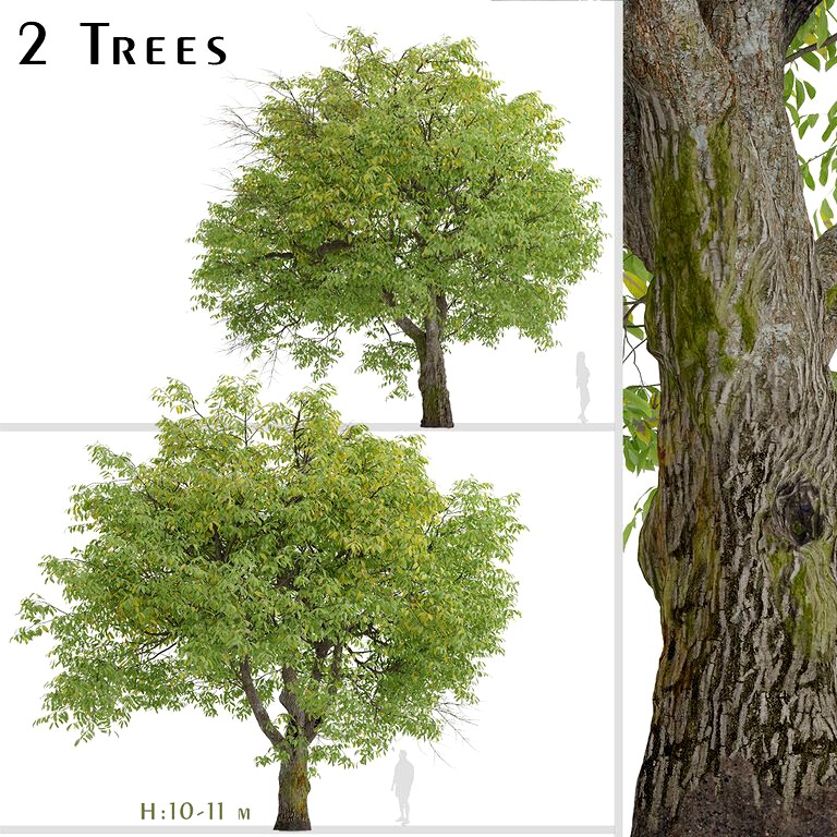 Set of English Walnut Trees (Juglans regia) (2 Trees) (125101)