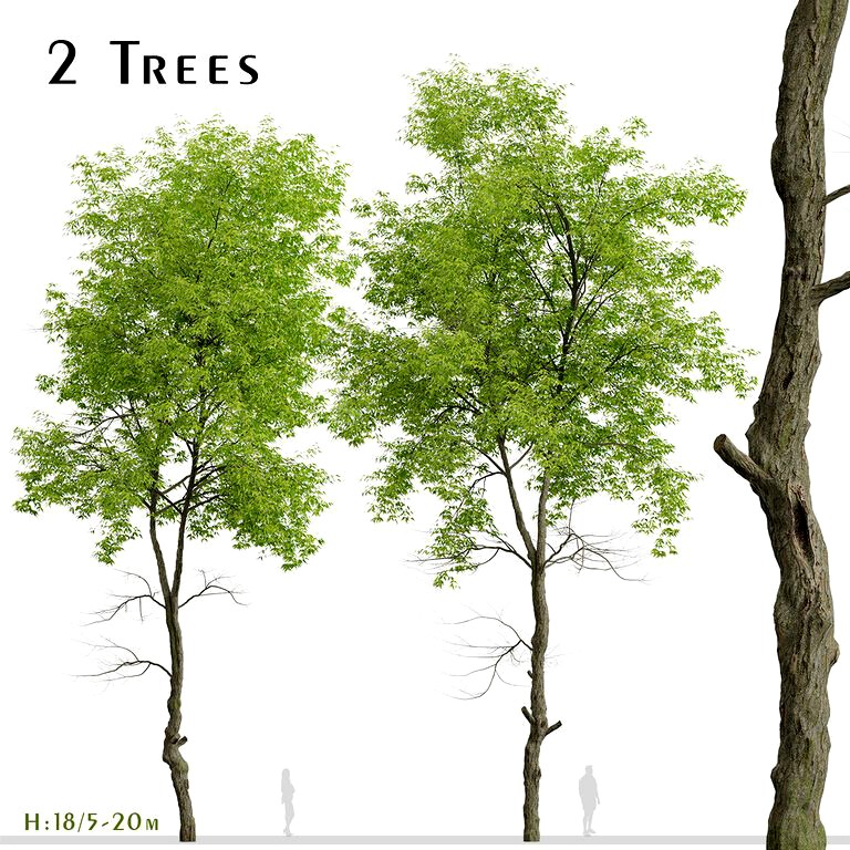 Set of White ash Trees (Fraxinus americana) (2 Trees) (124579)