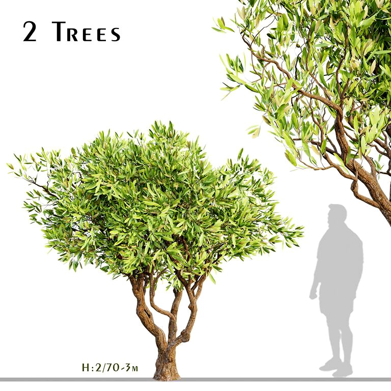 Set of Olive Trees (Olea Europaea) (2 Trees) (123911)