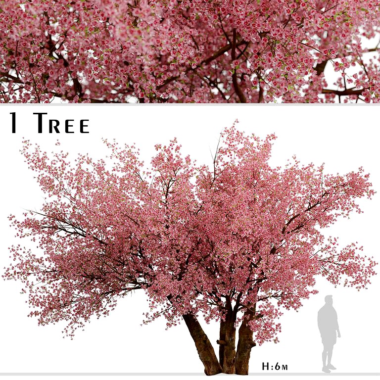 Sakura Tree (Cherry Blossom or Prunus Cerasus) (1 Tree) (123775)