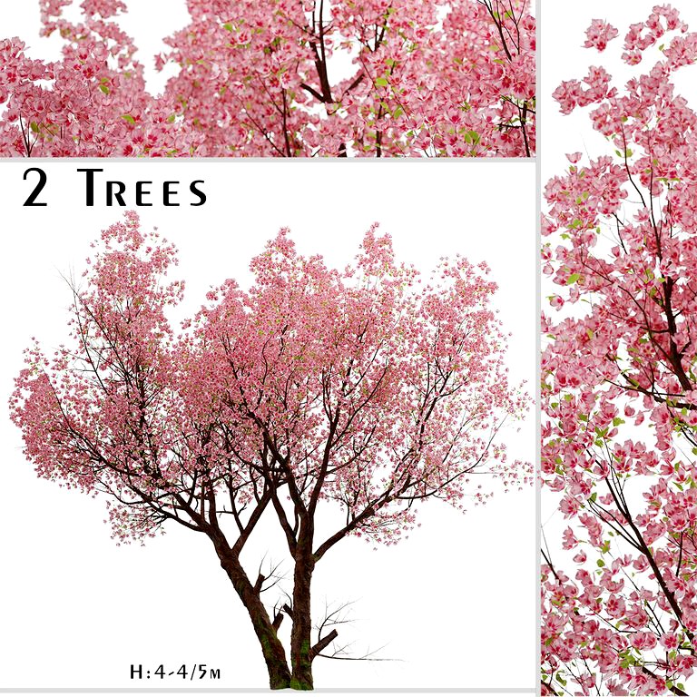 Sakura Tree (Cherry Blossom or Prunus Cerasus) (2 Trees) (123758)