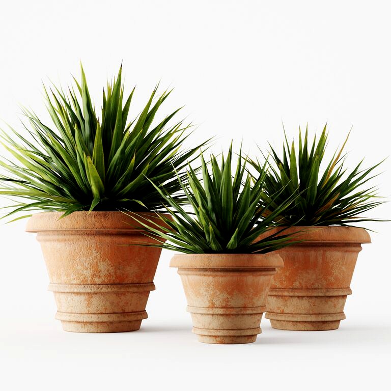 Yucca in terracotta pots (123644)