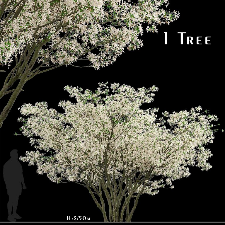 Amelanchier Lamarckii Tree (Juneberry) (1 Tree) (123498)