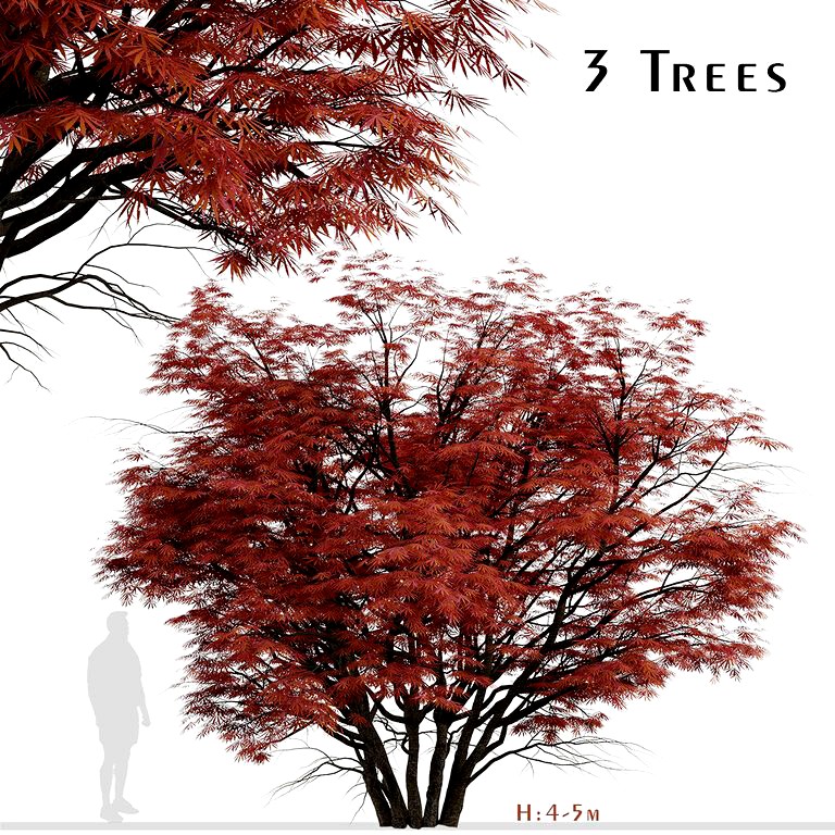 Set of Acer Palmatum Trees (Laceleaf Japanese Maple) (3 Trees) (123273)