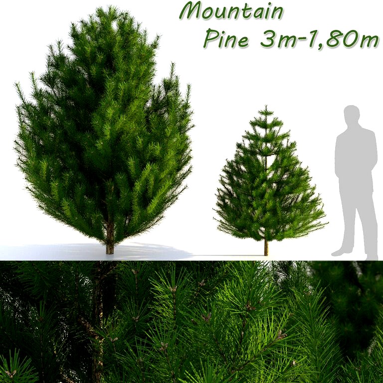 Mountain Pine 3m-1.80m (122673)