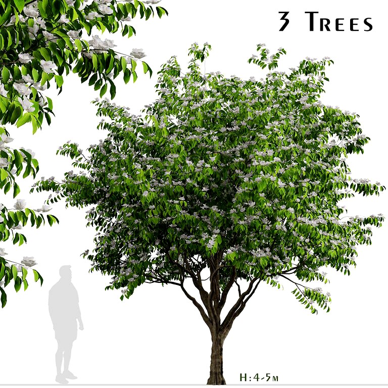 Set Of Flowering Kousa Dogwood Trees (121128)