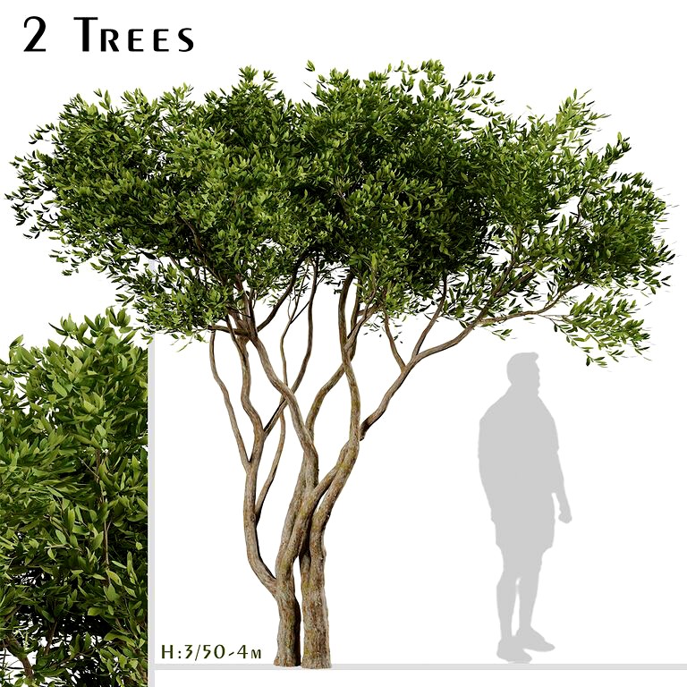 Set of Olive Trees (Olea Europaea) (2 Trees) (119964)