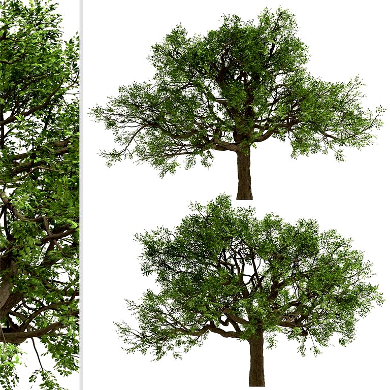 Set of White Oak Trees (Quercus alba) (2 Trees) (119612)