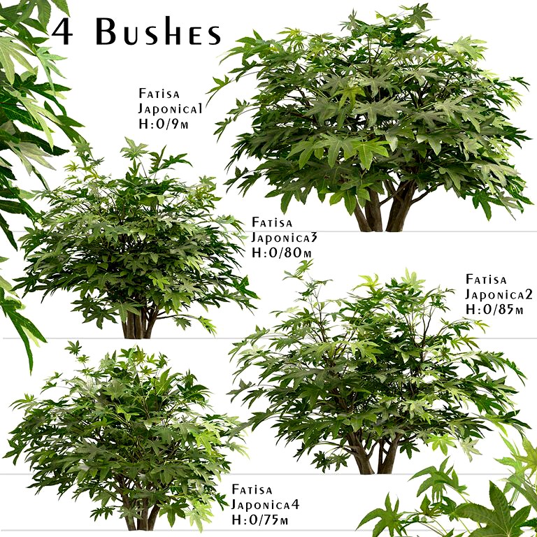 Set of Fatsia japonica bushes (Japanese aralia) (4 Bushes) (115484)