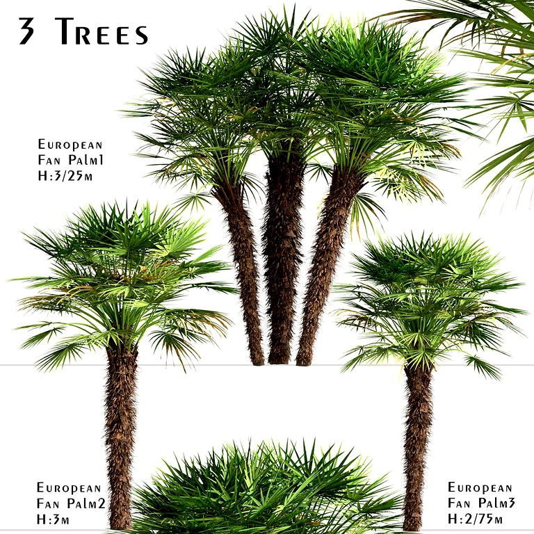 Set of European Fan Palm trees (Chamaerops Humilis) (3 Trees) (114625)