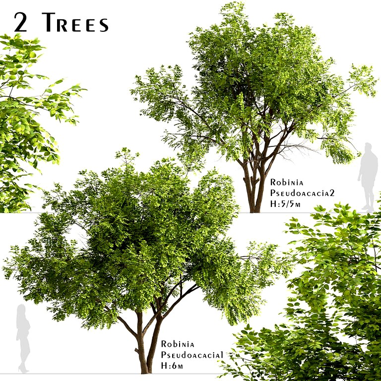Set of Robinia Pseudoacacia Trees (Black Locust) (2 Trees) (114063)