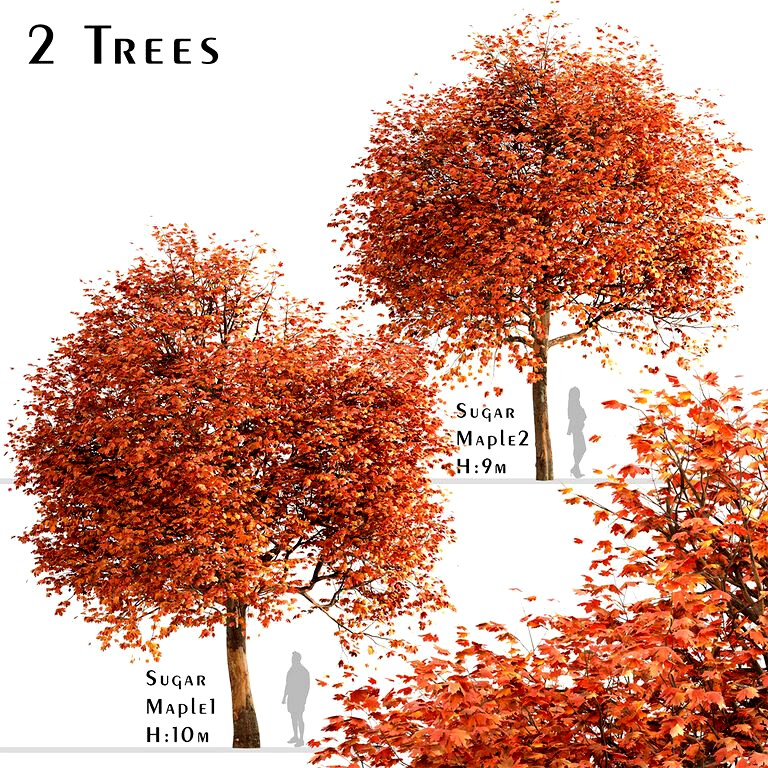 Set of Sugar Maple Trees (Acer Saccharum) (2 Trees) (113972)