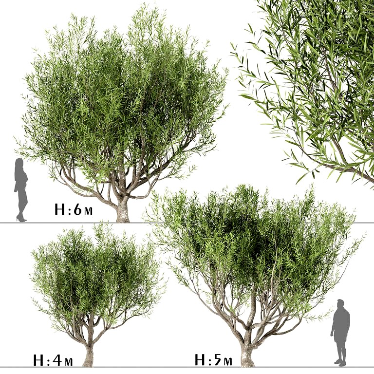 Set of Olive Trees (Olea Europaea)  (113301)