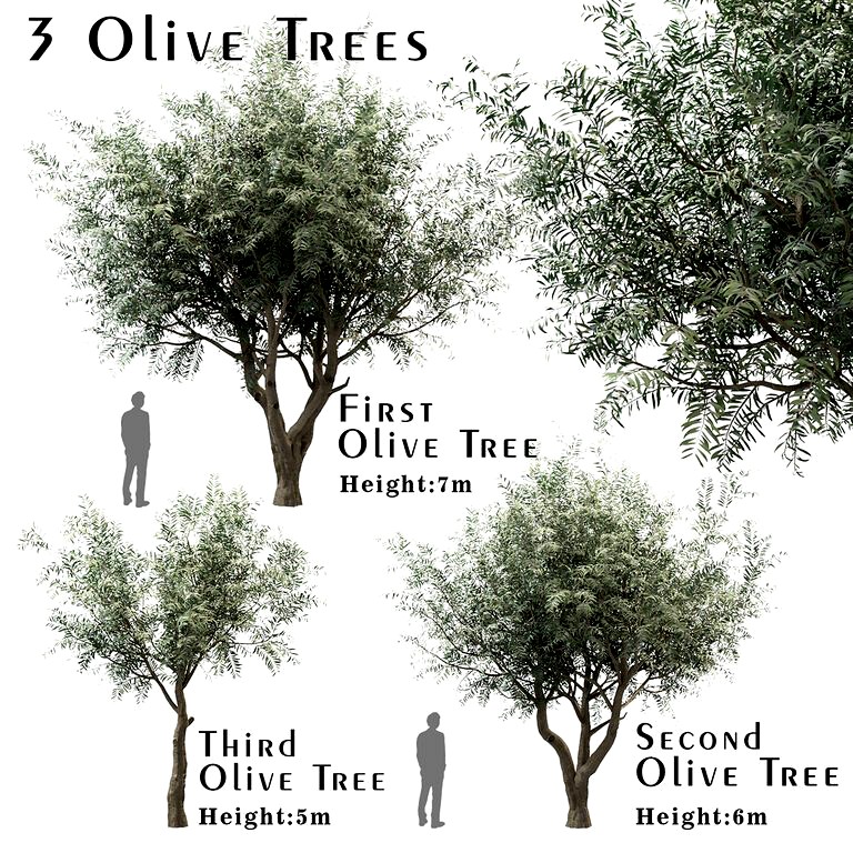 Set of Olive Trees (Olea europaea) (3 Trees) (112714)