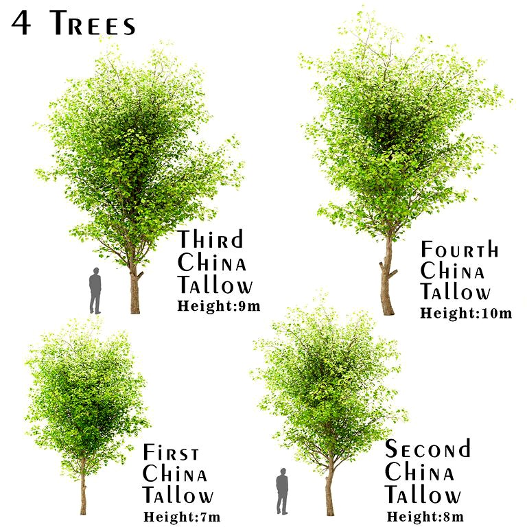 Set of China Tallow (Triadica Sebifera) Trees (112706)