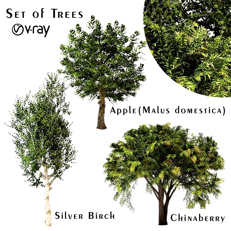 Set of Trees (Chinaberry, Silver Birch and Apple) (112595)