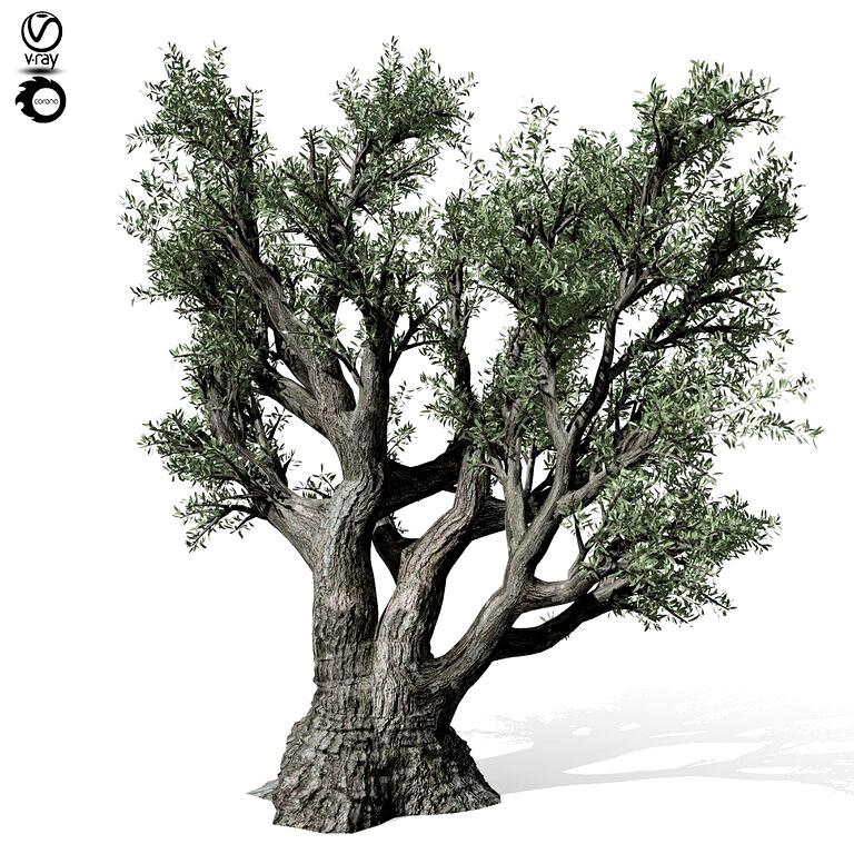 Olive Tree 220 (111296)