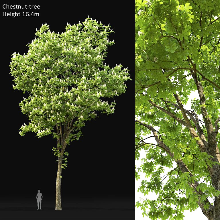 Chestnut-tree (16.4m) (109408)