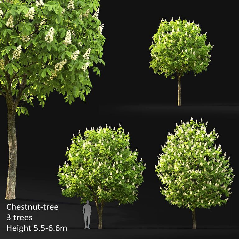 Chestnut-tree (5.5-6.6m) (109400)