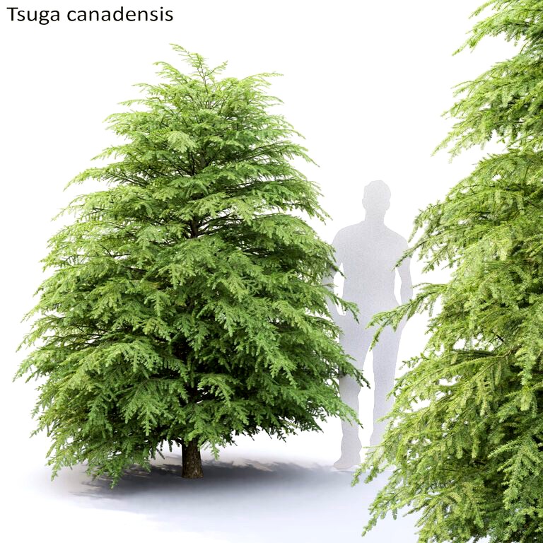 Tsuga canadensis #1 (109312)