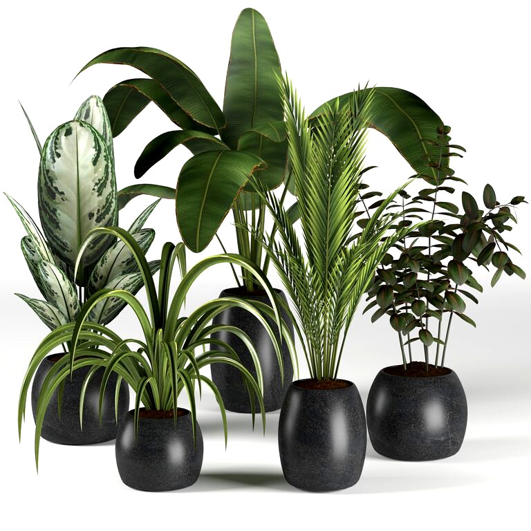 Plants Collection 4 (108949)
