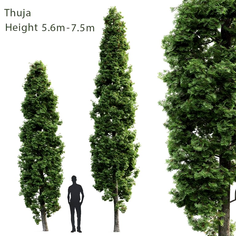 Thuja Height #1 (5.6m - 7.5m)  (34259)