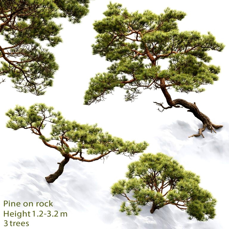 Pine on the Rock #2 (27403)