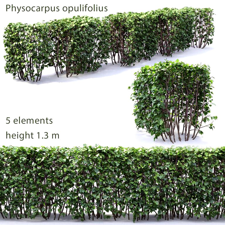 Hedge of Physocarpus opulifolius (27391)