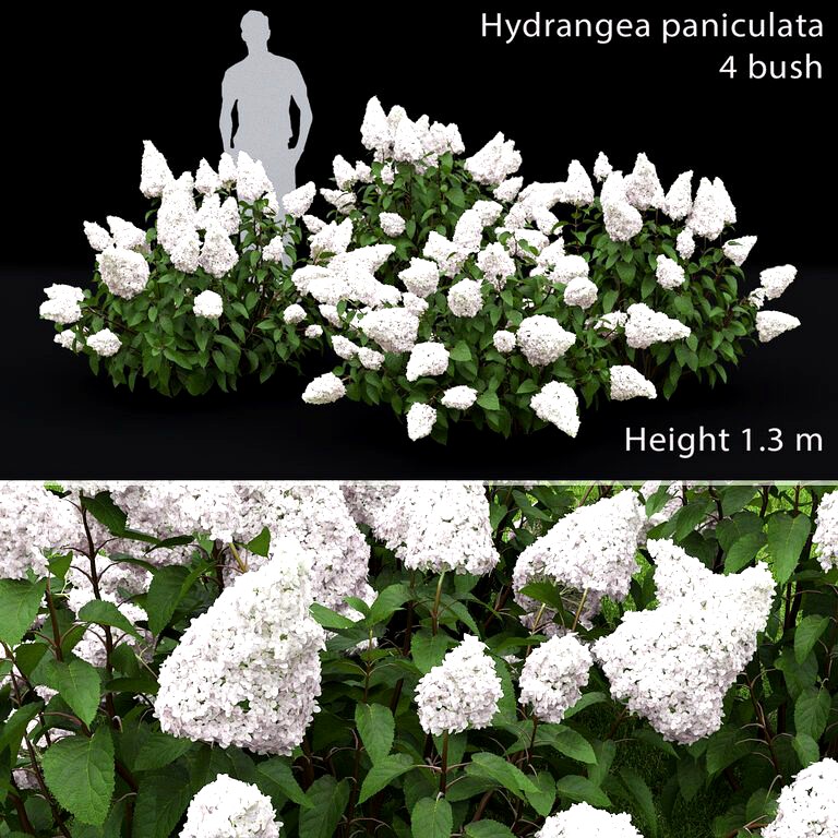 Hydrangea paniculata #2 (25575)