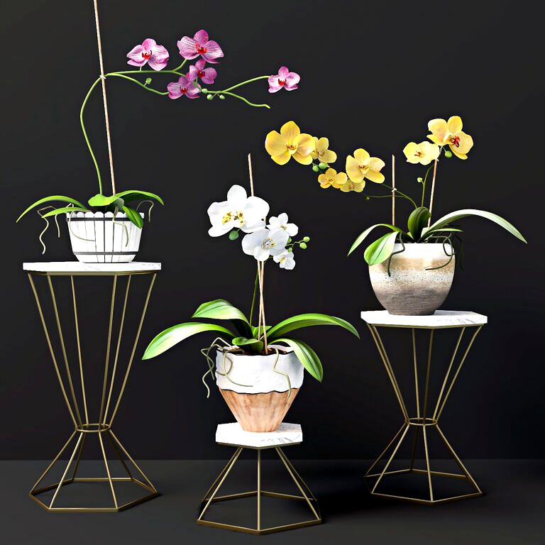 Orchid Flowers (22640)